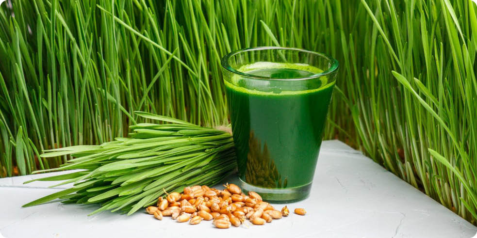 Arpa Çimi - En iyi Gıdâ Maddesi / Ferda Ümit Gedik