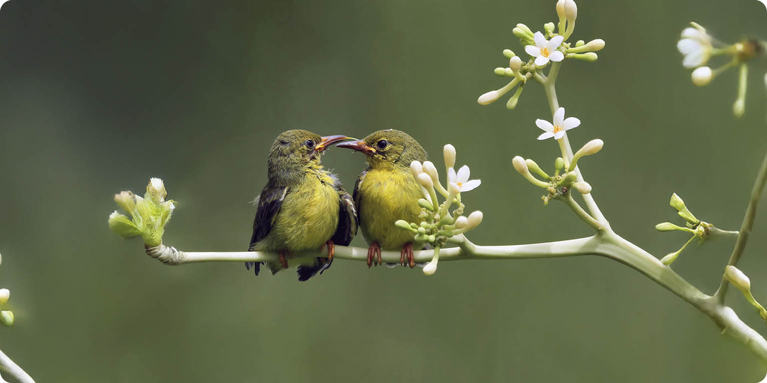 Dilin Altındaki Güzellik: Zarâfet