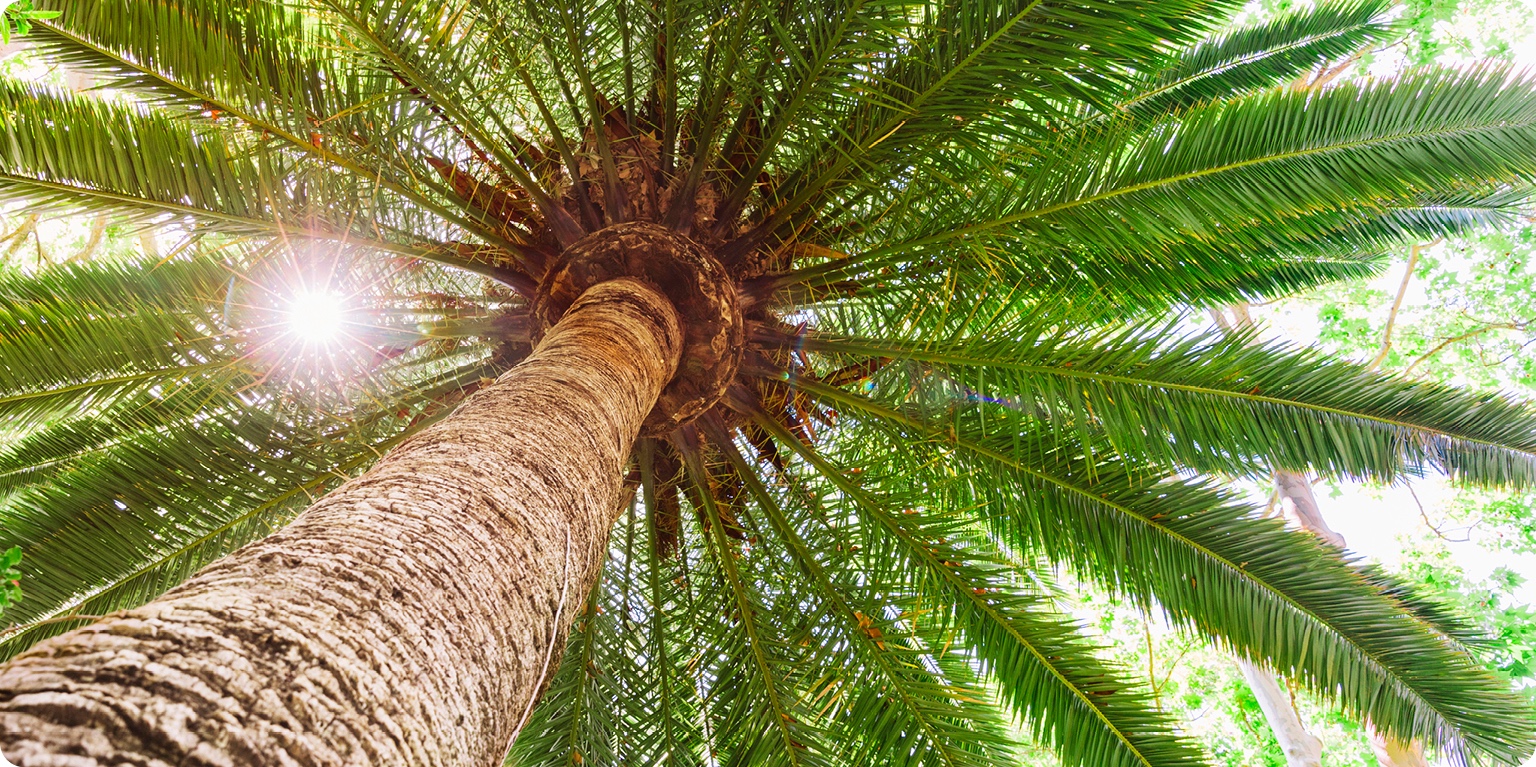 Hurma Dalından Kılıç Olur Mu?